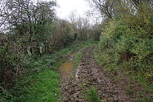 Muddy track in the Glyme valley (geograph 5581120)