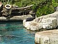New Zealand Fur Seal Auckland Zoo