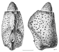 PHAS Phasmidae Argosarchus horridus egg1