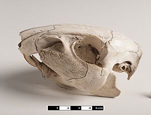 Paca skull. Cuniculus paca 01
