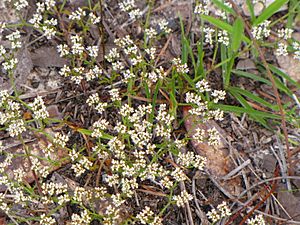 Paronychia rugelii Facts for Kids