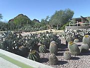 Phoenix-Desert Botanical Garden-Cactus