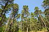 Pinus resinosa Papoose Creek Pines 1