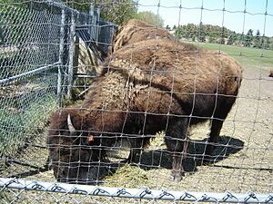 PlainsBisonForestryFarm