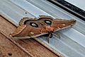 Polyphemus moth topside