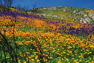 Post Fire Wildflowers