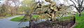 Prospect Park Camperdown elm and Envrions