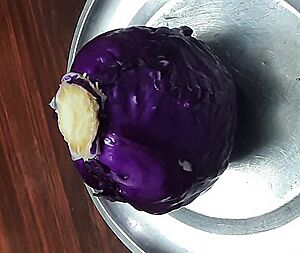 Purple cabbage