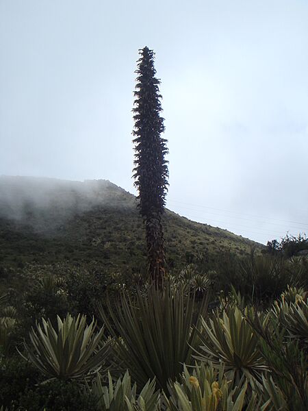 Puya goudotiana 1