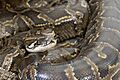 Python bivittatus (30854313993)