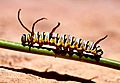 Queen Caterpillar (36591905866).jpg