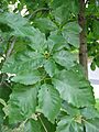 QuercusMichauxiiLeaf