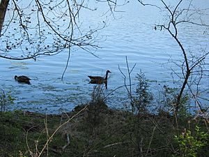 Radnor Lake geese
