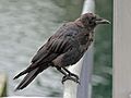 Raven, juvenile, Homer, Alaska RWD1