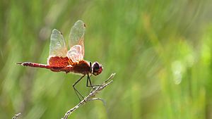 Dune glider Facts for Kids