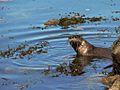 River Otter (7743626920)