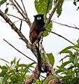 Saguinus leucogenys 113777952