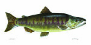 Salmon chum fish oncorhynchus keta