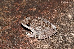 Saxicoline Tree frog (Litoria coplandi) (8691393997).jpg