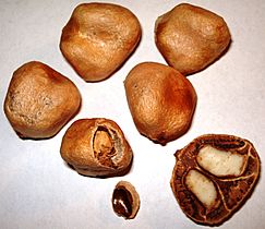 Sclerocarya birrea - Seed