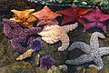 Sea stars and sea urchins in the tide pool touch tank at the Cabrillo Marine Aquarium