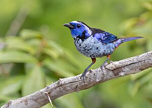 Silver-breasted Tanager
