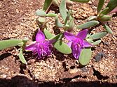 Photo of two purple flowers on an earthy background