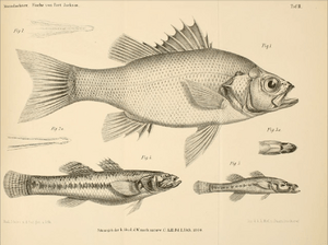 Steindachner (1866) Australian Bass