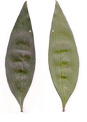 Stenocarpus salignus - leaf scanned Brisbane Water.jpg