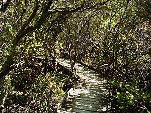 Stkilda mangrove boardwalk