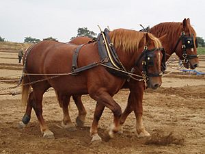 Suffolk horses ploughing