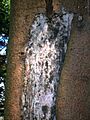 Sun Scald on Sitka Spruce