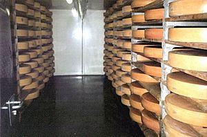 Swiss cheese cellar