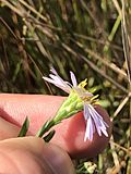 Symphyotrichum simmondsii 108253083