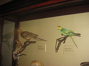 Taxidermy specimens of birds at National Museum of Natural History -USA-24Sept2009 (1)