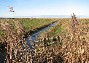 The Upton Marshes - geograph.org.uk - 1110306.jpg