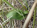 Thelymitra crinita leaf