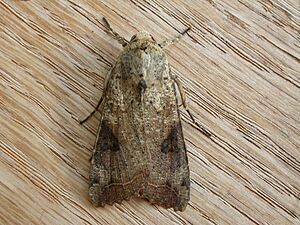 Tiracola plagiata1