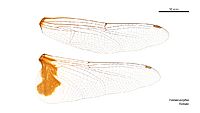 Tramea eurybia female wings (34219433384)