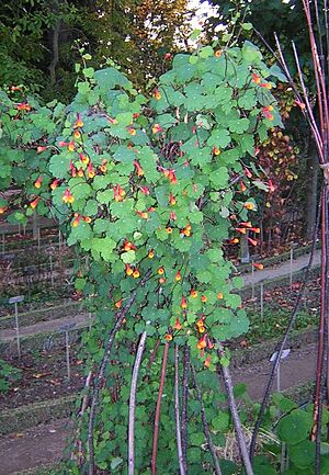 Tropaeolum tuberosum2