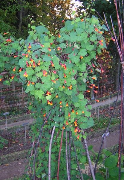 Tropaeolum tuberosum2
