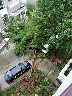 Typhoon Lekima uprooted the tree in Xianju County