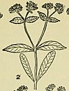 Valerianella chenopodifolia (14782992685)