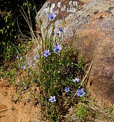 Wahlenbergia capensis(2)