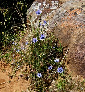 Wahlenbergia capensis(2)