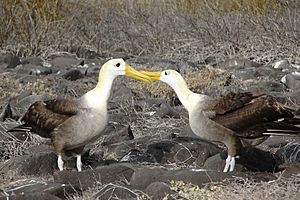 Waved albatross courtship