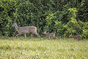 White-tailed deer (Odocoileus virginianus nelsoni) female with fawns Orange Walk.jpg