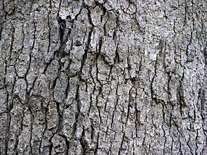 White Oak Quercus alba Tree Bark 3264px