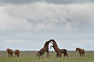 Wild horses in Rostovsky nature reserve