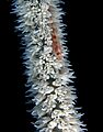 Wirecoral goby